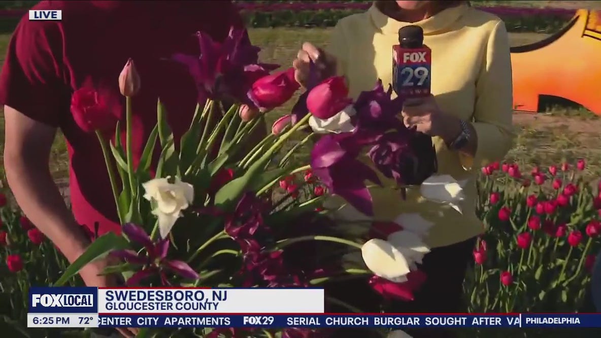 Check out the epic tulip selection at Dalton Farms